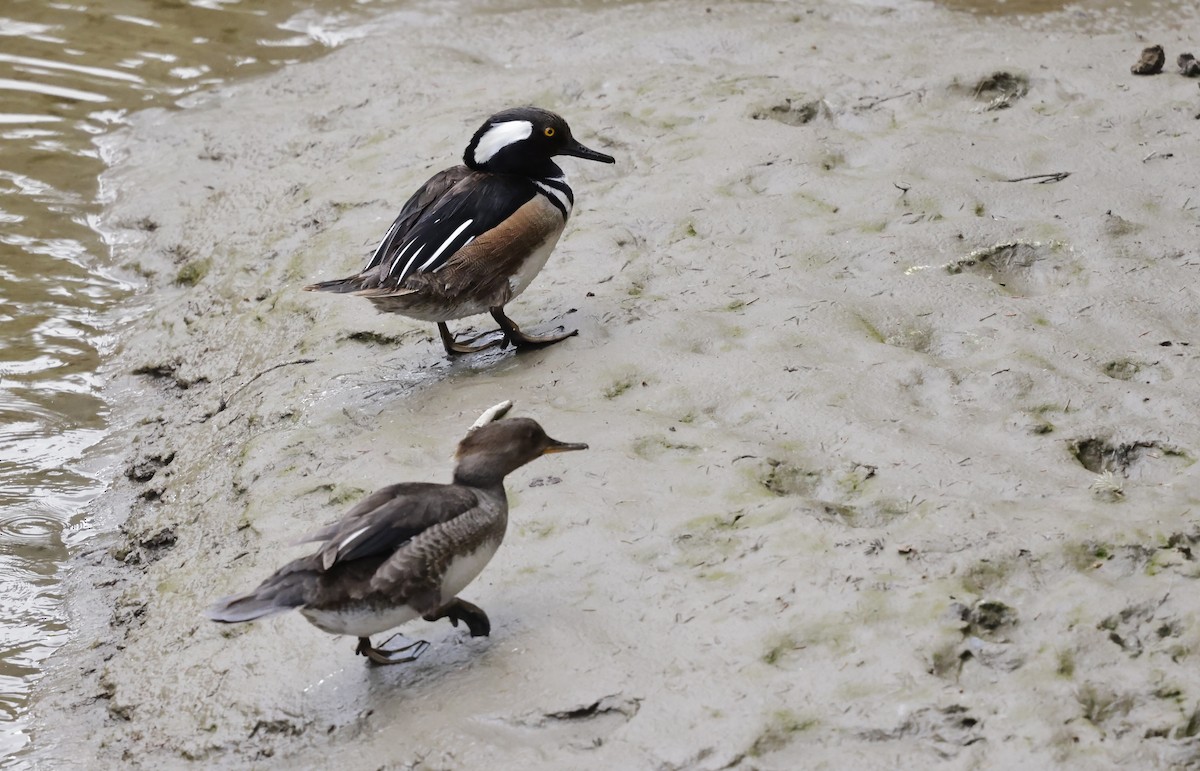 Hooded Merganser - ML619882283