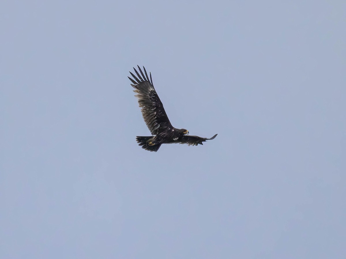 Greater Spotted Eagle - ML619882289