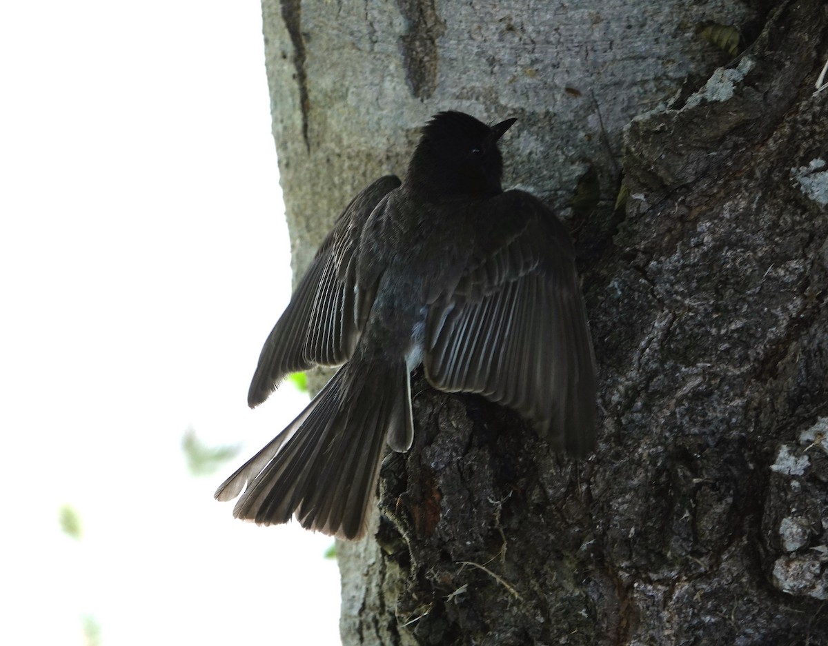 Black Phoebe - ML619882292