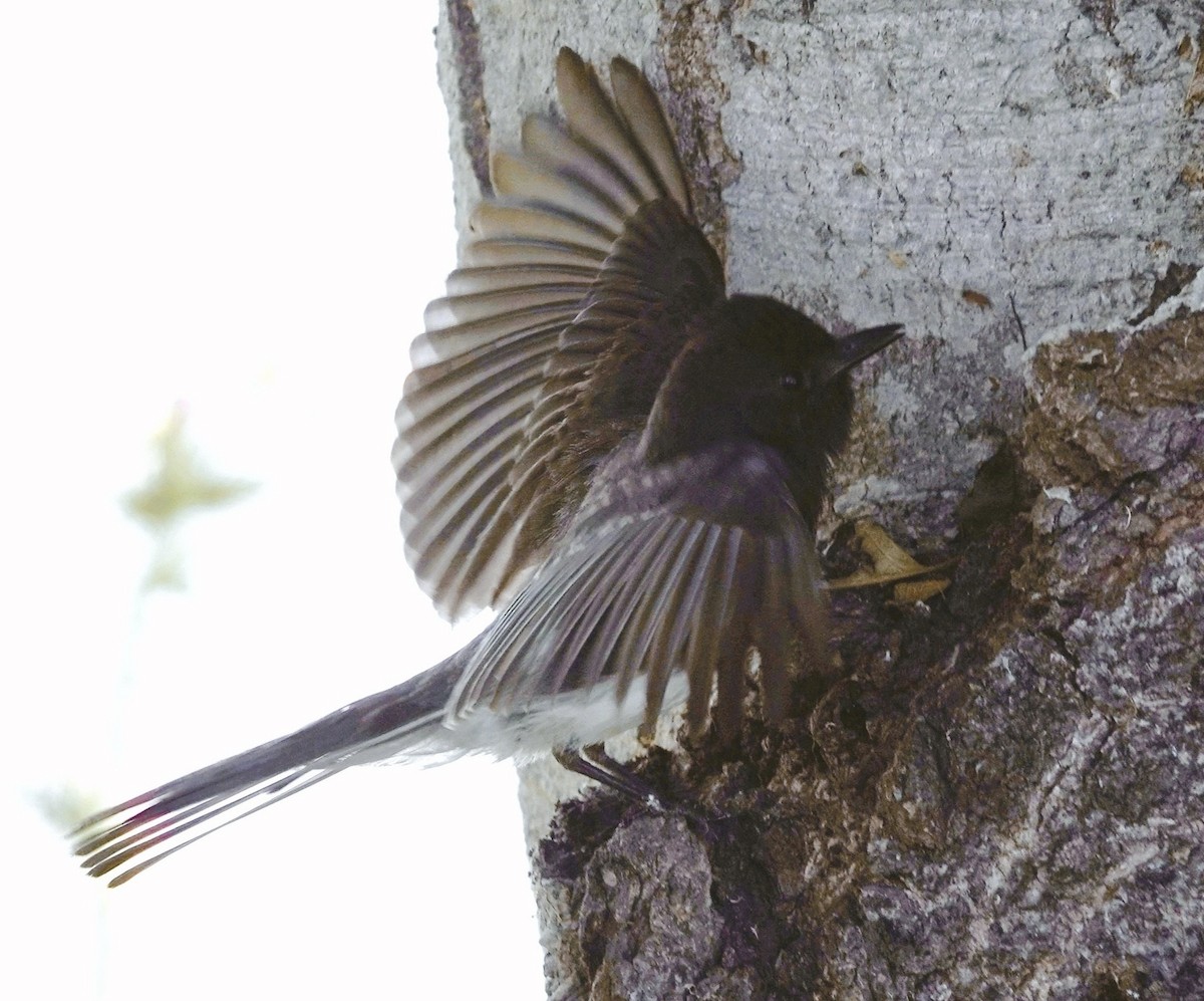 Black Phoebe - ML619882293