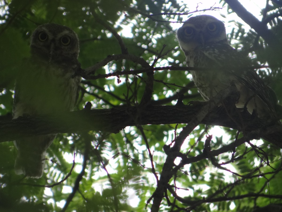 Spotted Owlet - ML619882297