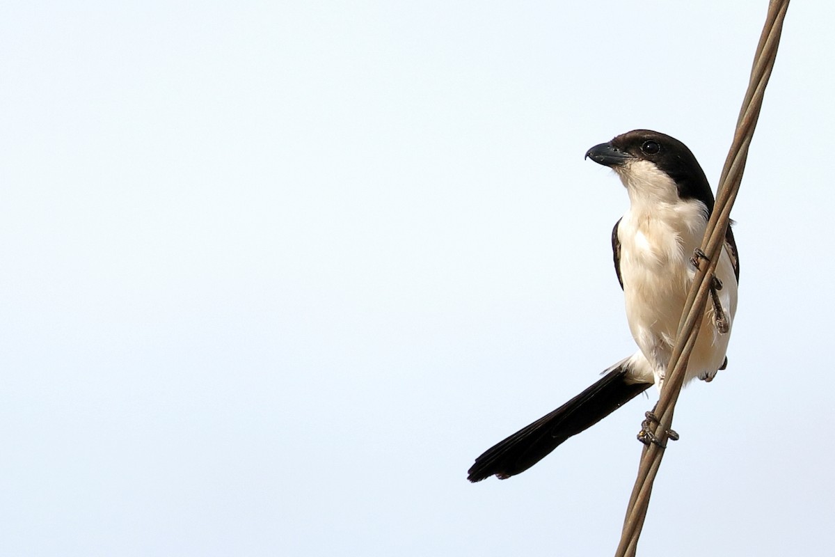 Long-tailed Fiscal - ML619882313