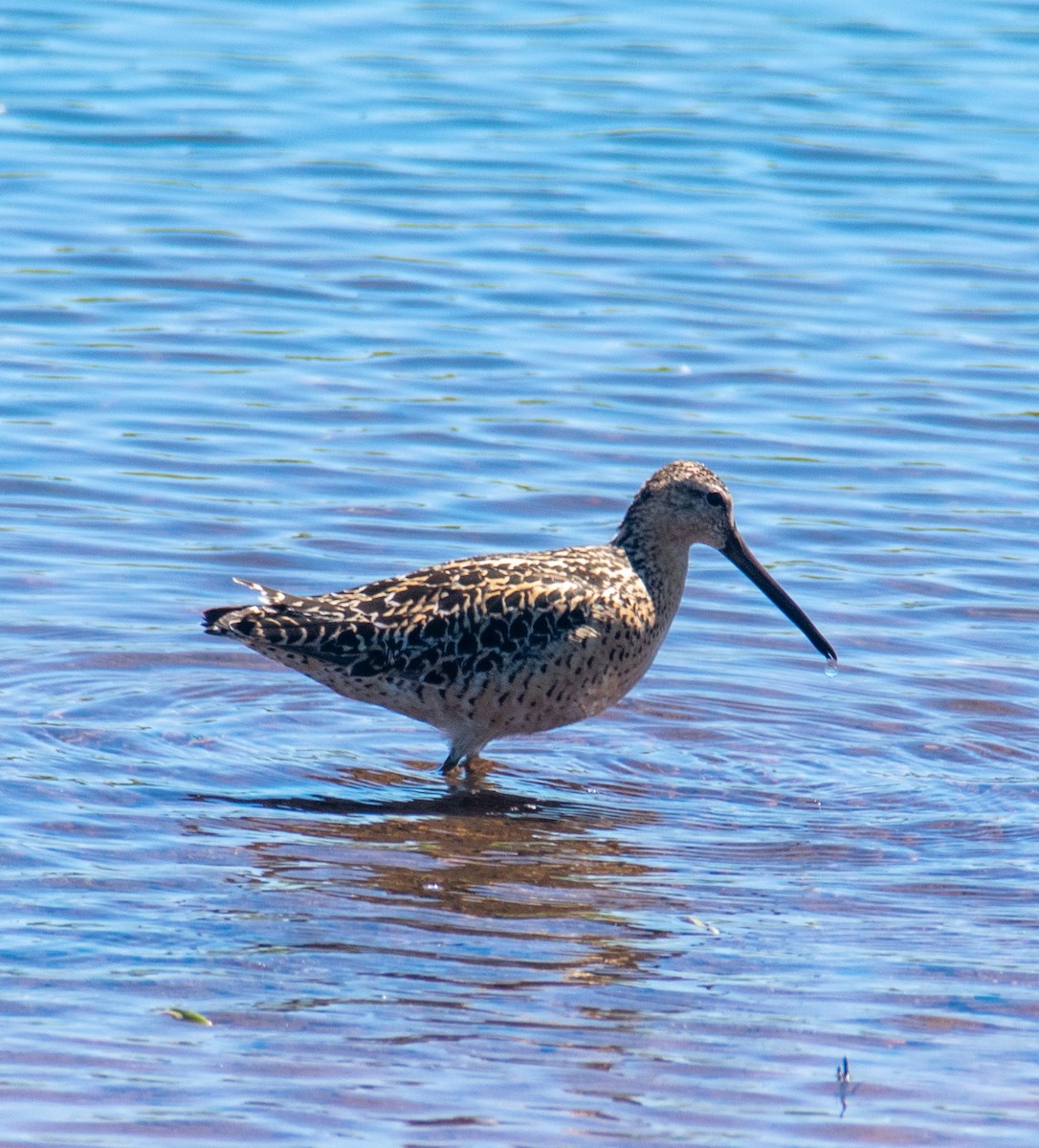 Short-billed Dowitcher - Miriam Pickens