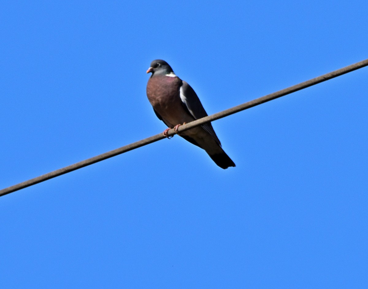Common Wood-Pigeon - ML619882343