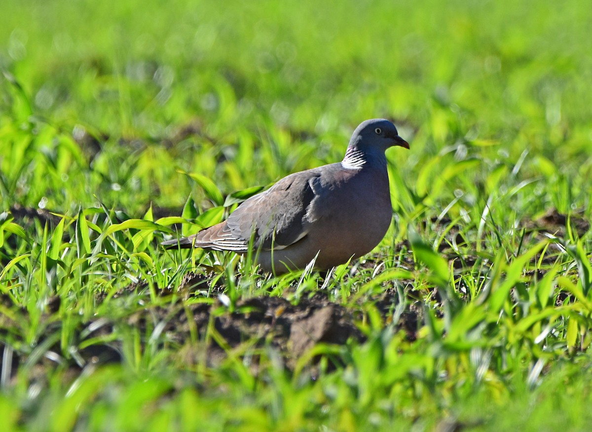 Common Wood-Pigeon - ML619882345