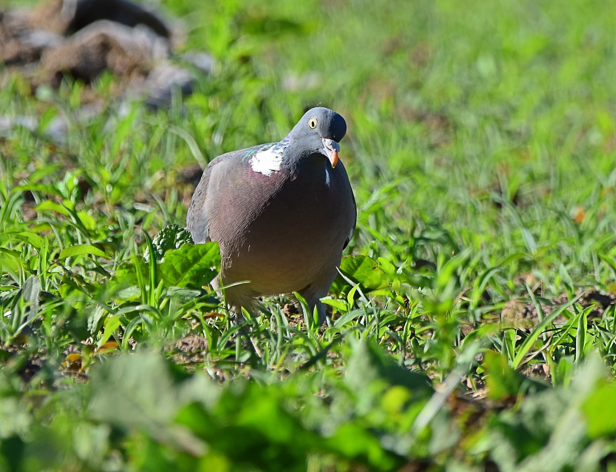 Common Wood-Pigeon - ML619882347