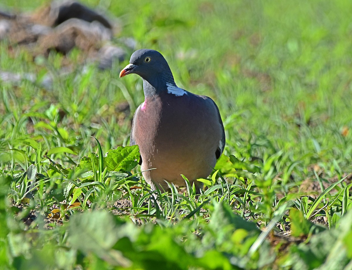 Common Wood-Pigeon - ML619882348