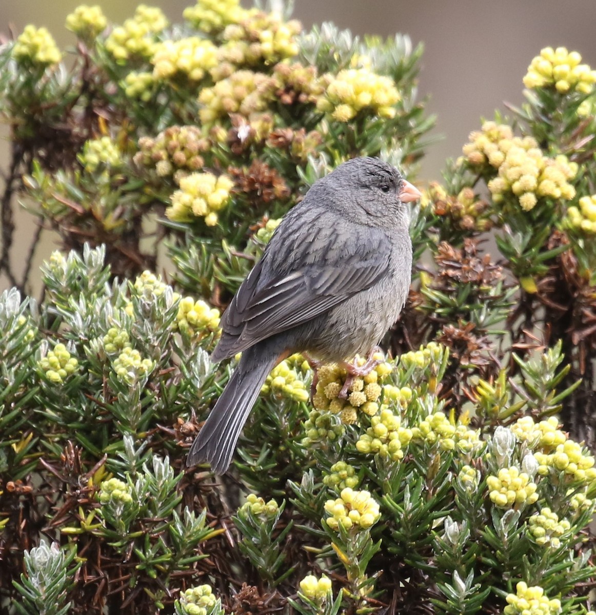 Plain-colored Seedeater - ML619882353