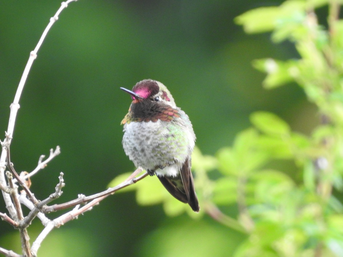Anna's Hummingbird - ML619882381