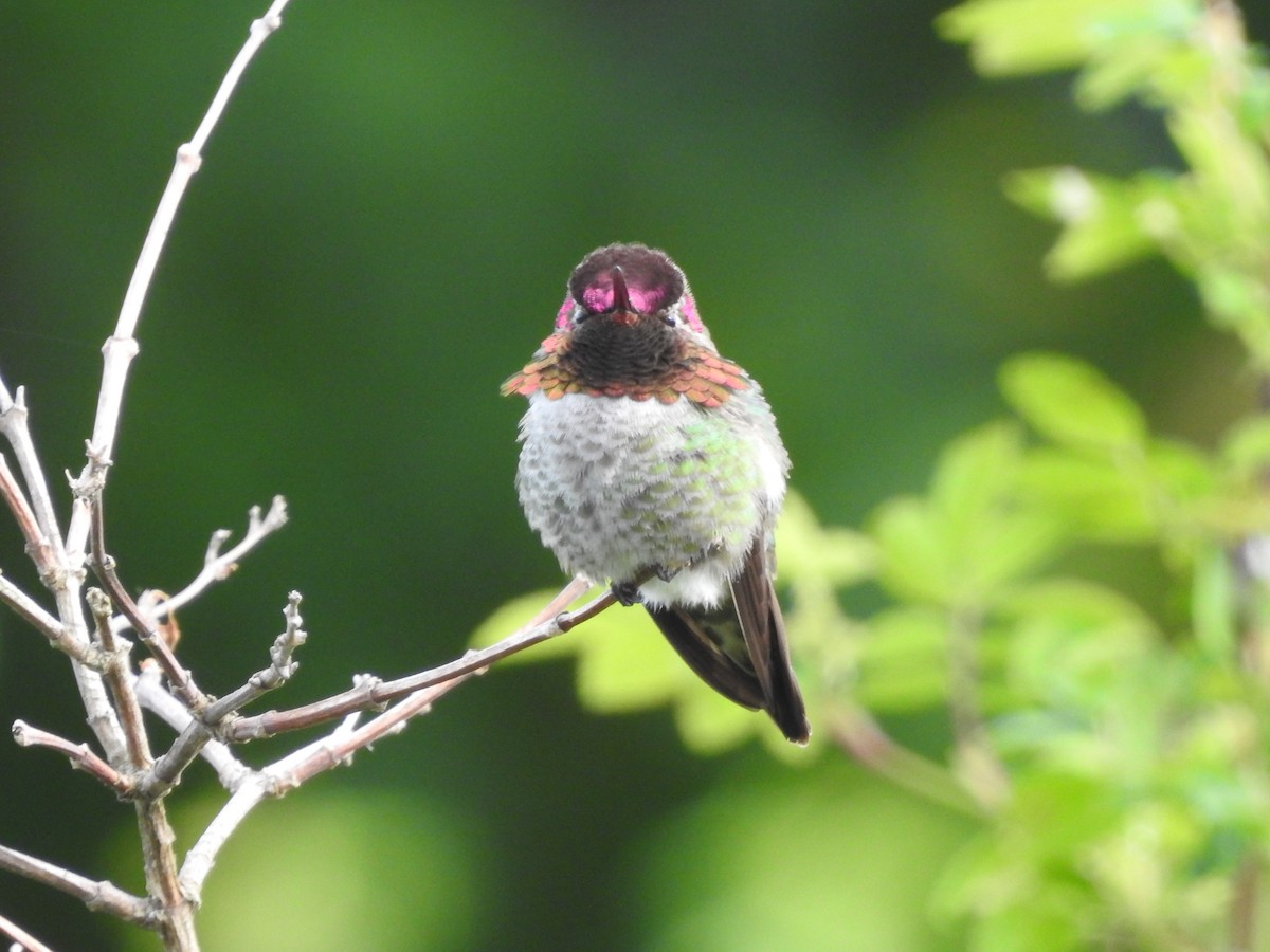 Anna's Hummingbird - ML619882382