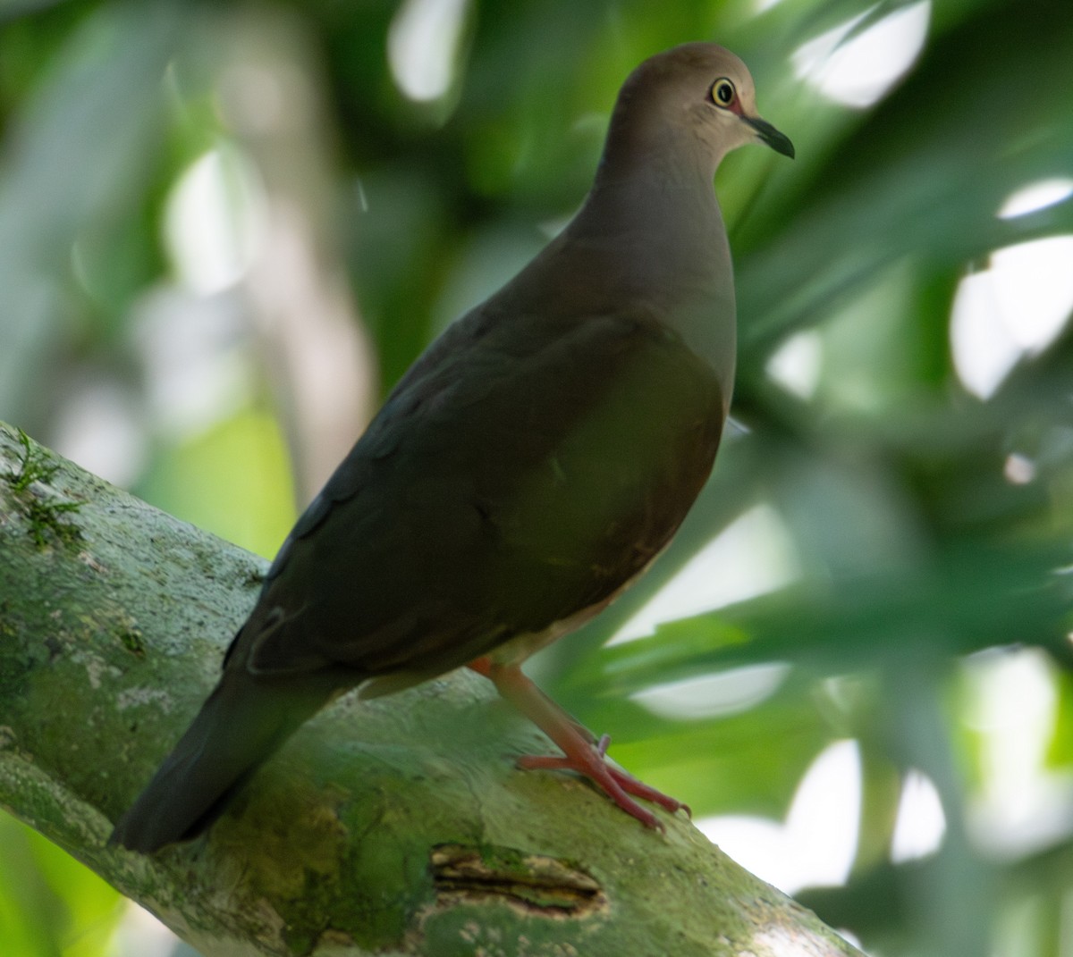 Gray-chested Dove - ML619882386