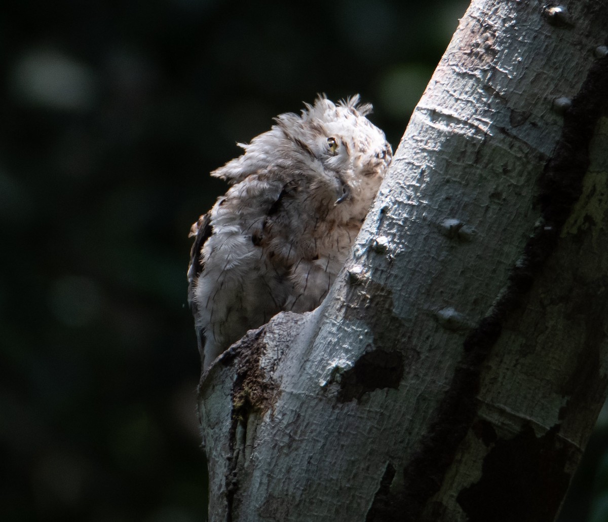 Common Potoo - ML619882395