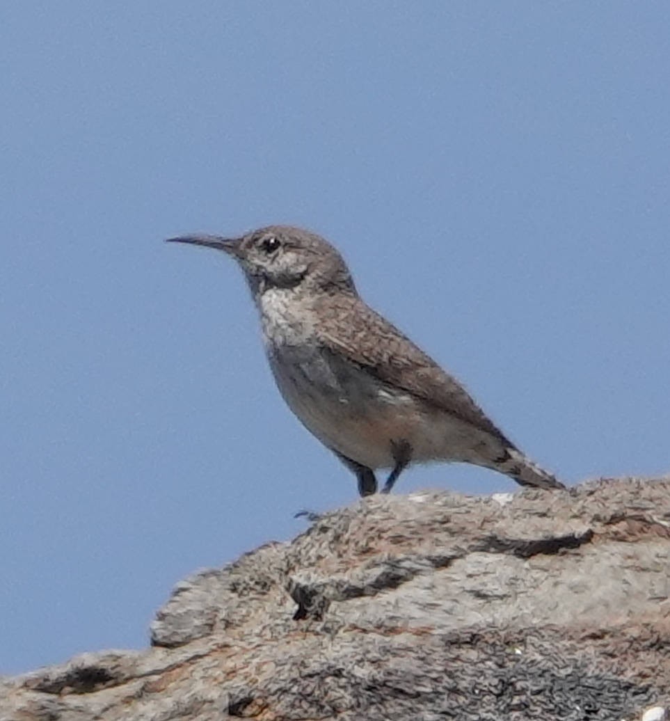 Rock Wren - ML619882398