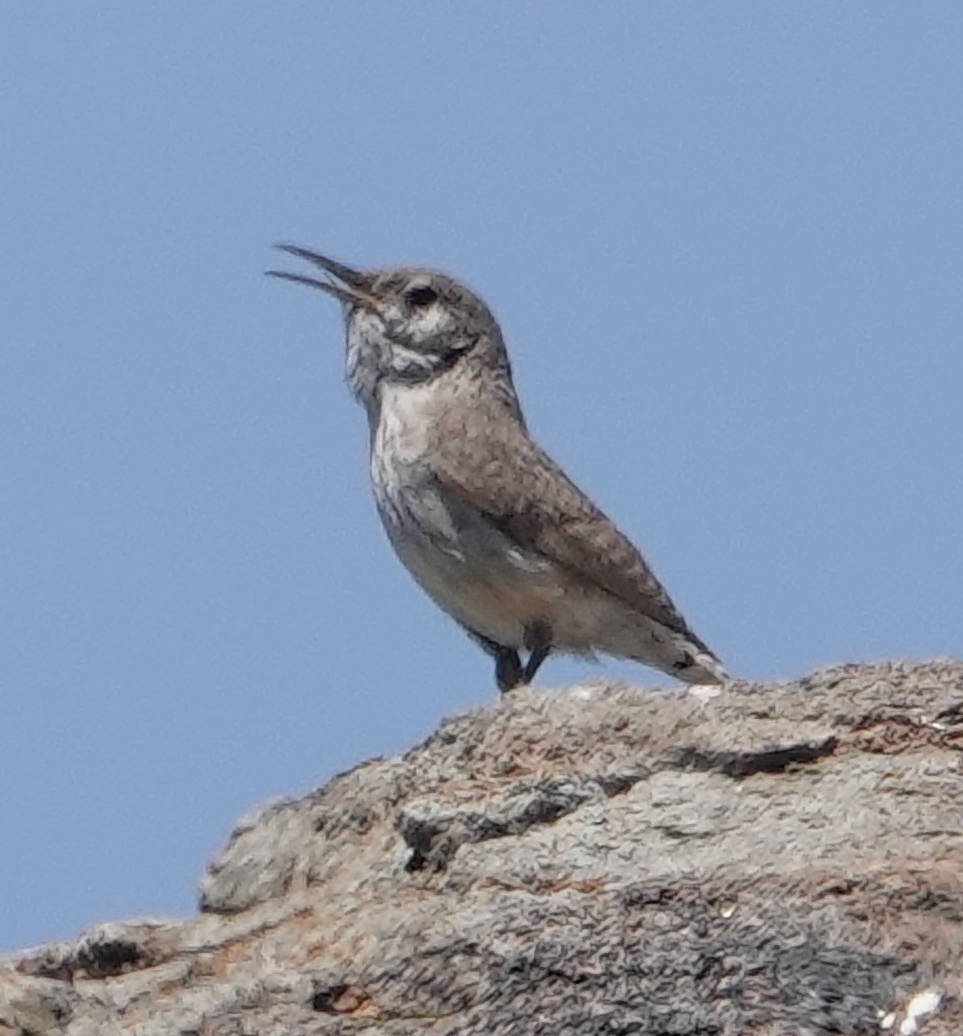 Rock Wren - ML619882399