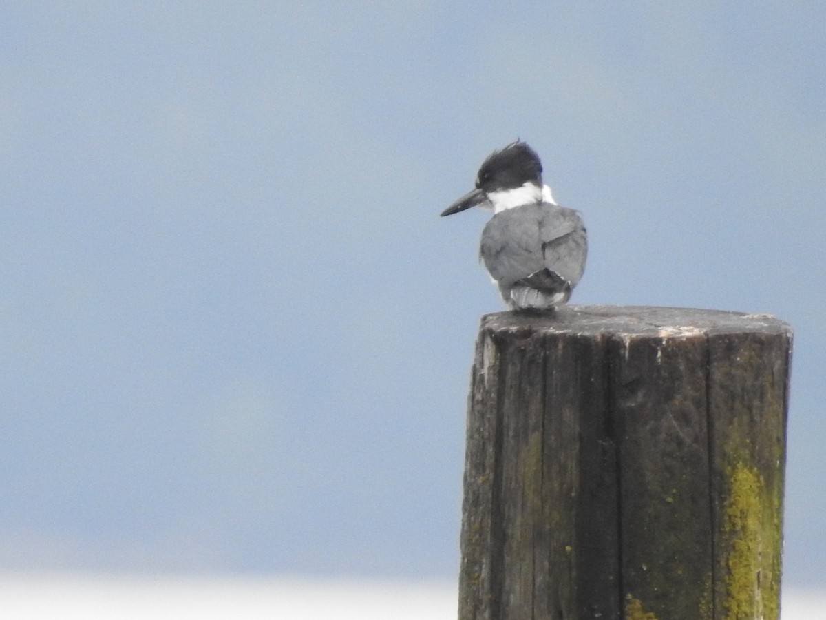 Belted Kingfisher - ML619882405