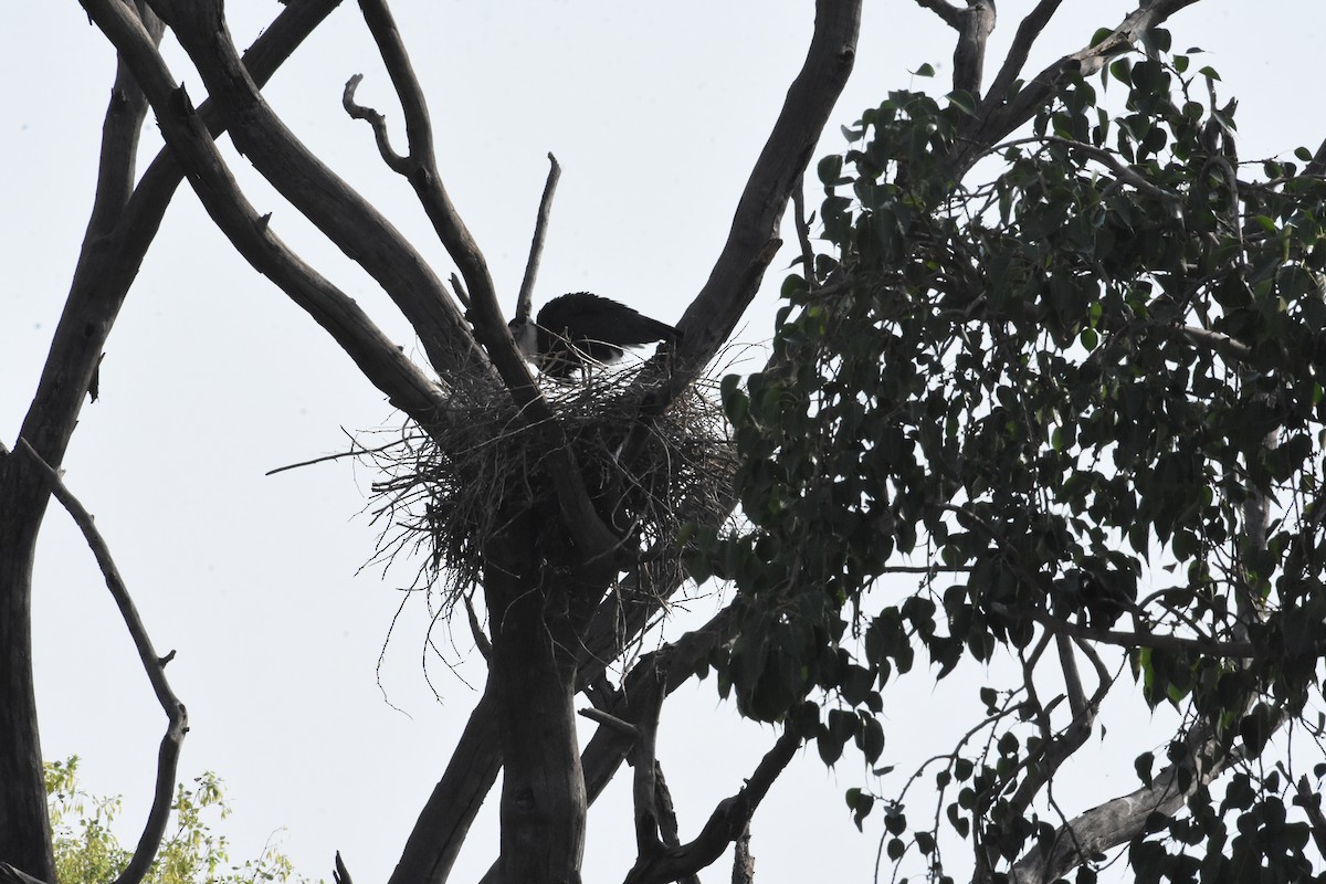 Asian Woolly-necked Stork - ML619882420