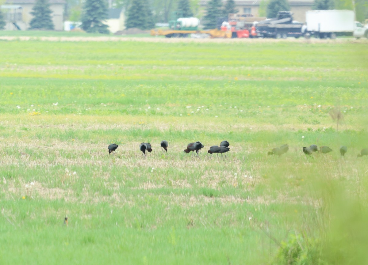 Glossy Ibis - ML619882427