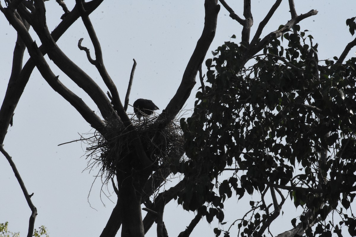 Asian Woolly-necked Stork - ML619882430