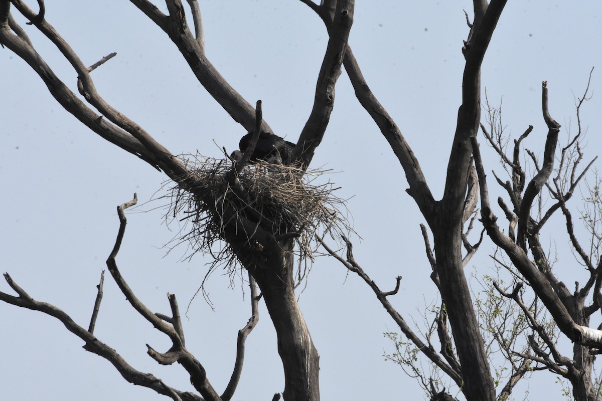 Asian Woolly-necked Stork - ML619882436