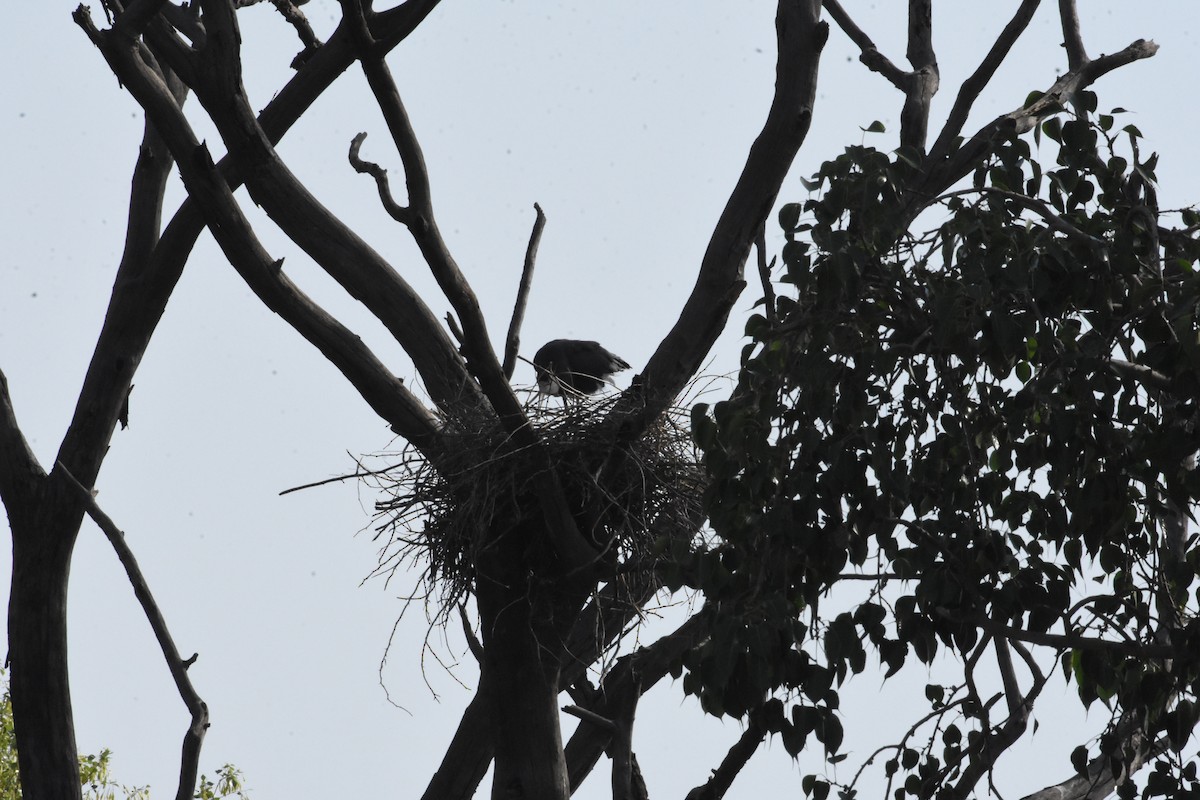 Asian Woolly-necked Stork - ML619882439