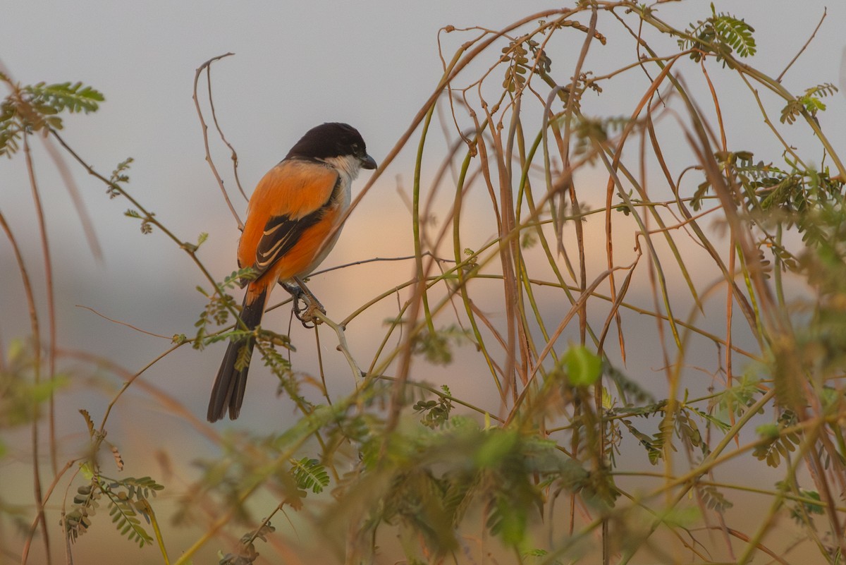 Long-tailed Shrike (tricolor/longicaudatus) - ML619882442