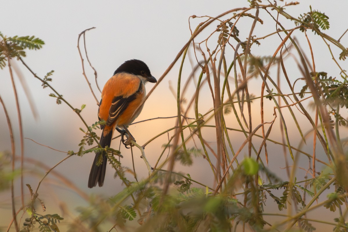 Long-tailed Shrike (tricolor/longicaudatus) - ML619882443