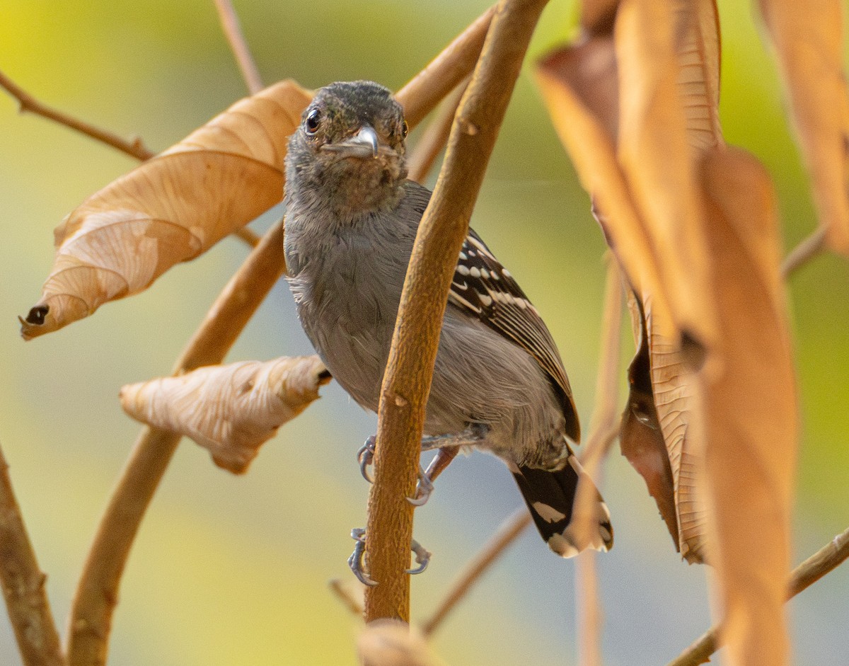 Black-crowned Antshrike - ML619882455