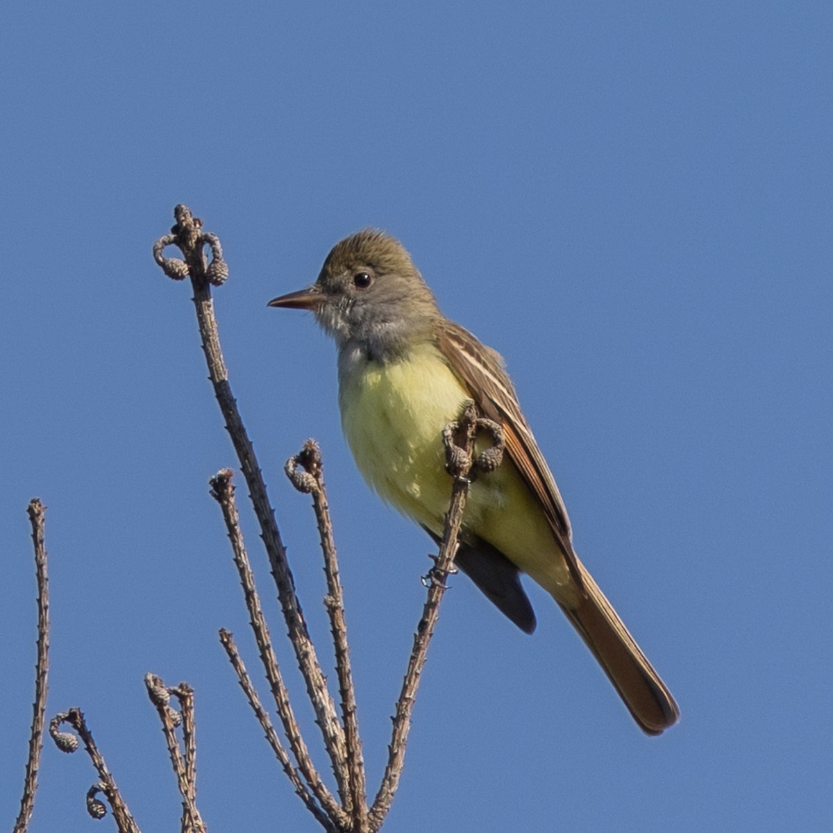 Great Crested Flycatcher - ML619882473