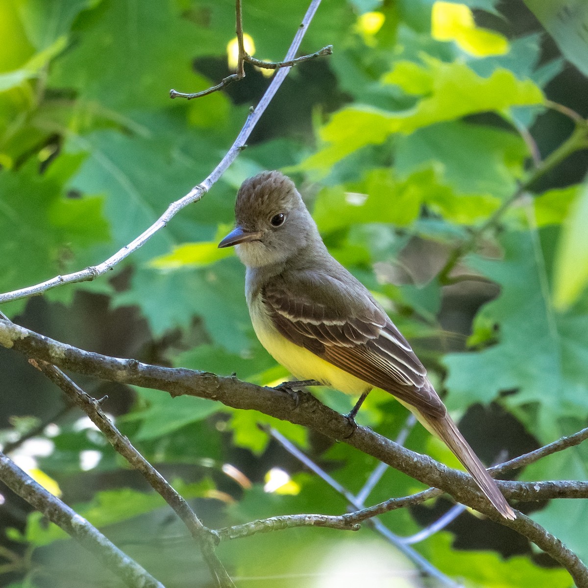Great Crested Flycatcher - ML619882474