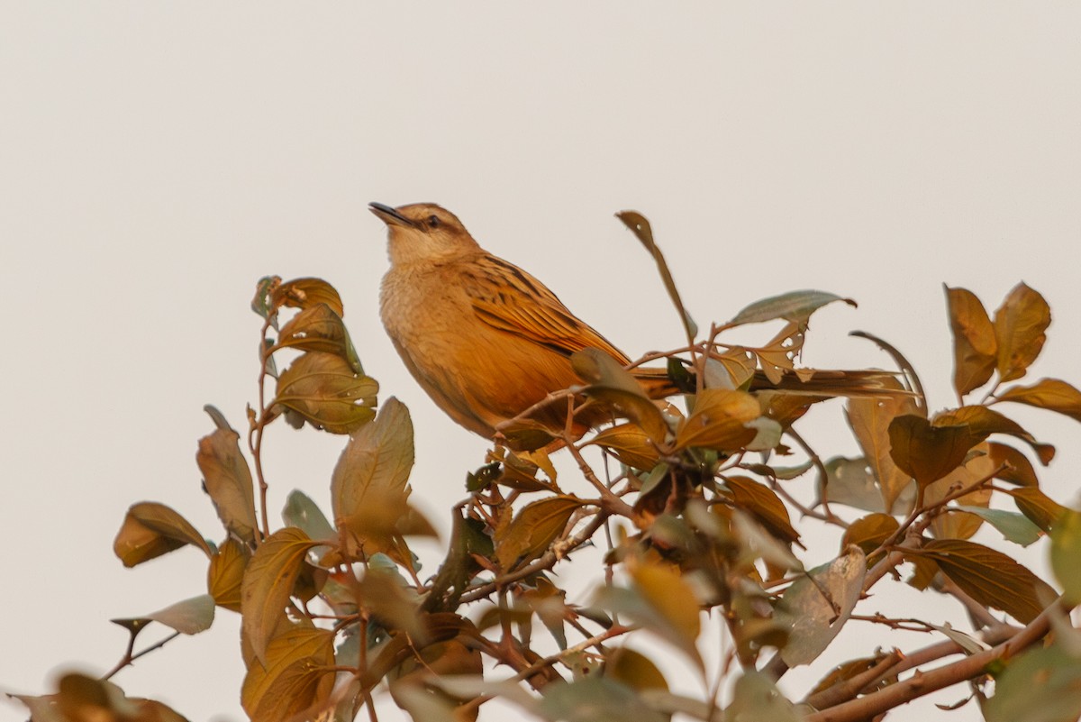 Striated Grassbird - ML619882494