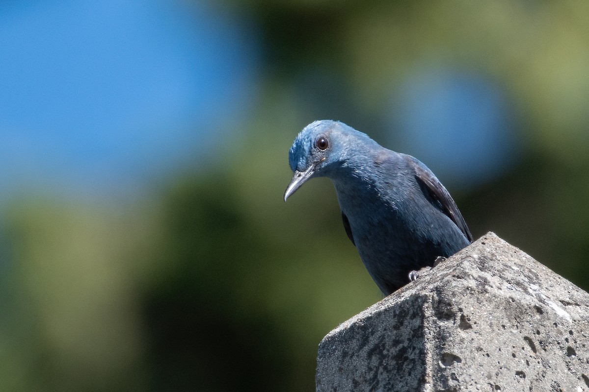 Blue Rock-Thrush - ML619882506