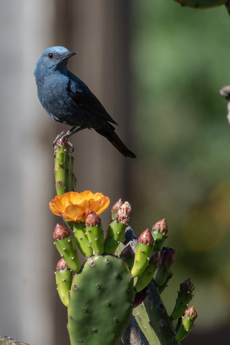 Blue Rock-Thrush - ML619882507