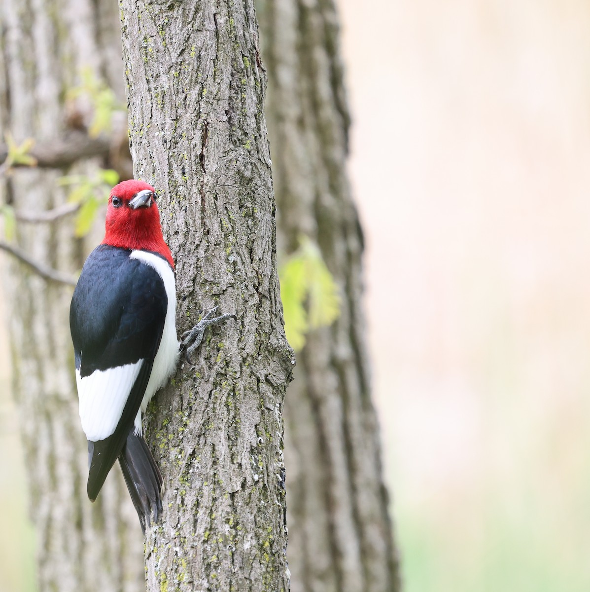 Red-headed Woodpecker - ML619882513