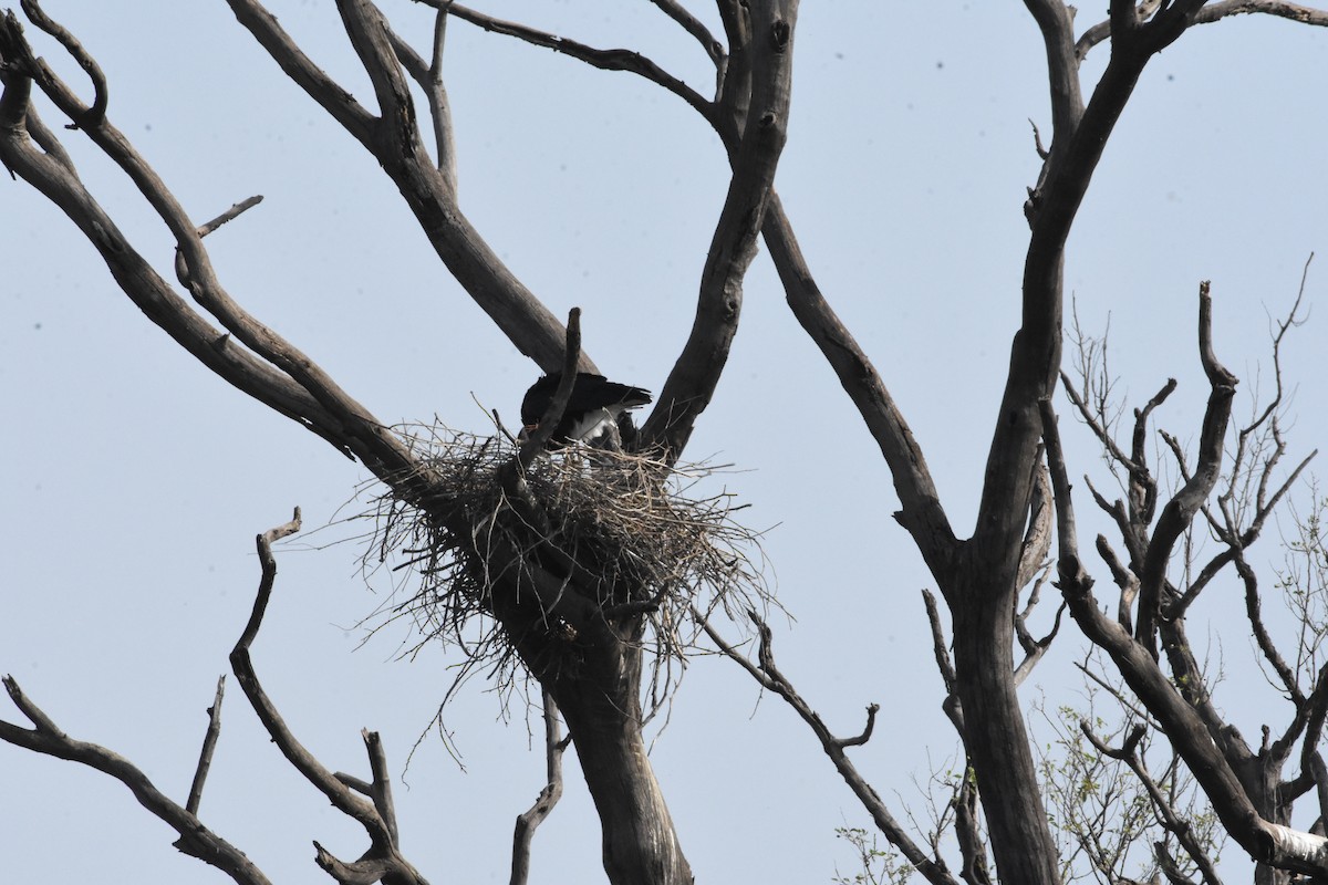 Asian Woolly-necked Stork - ML619882522