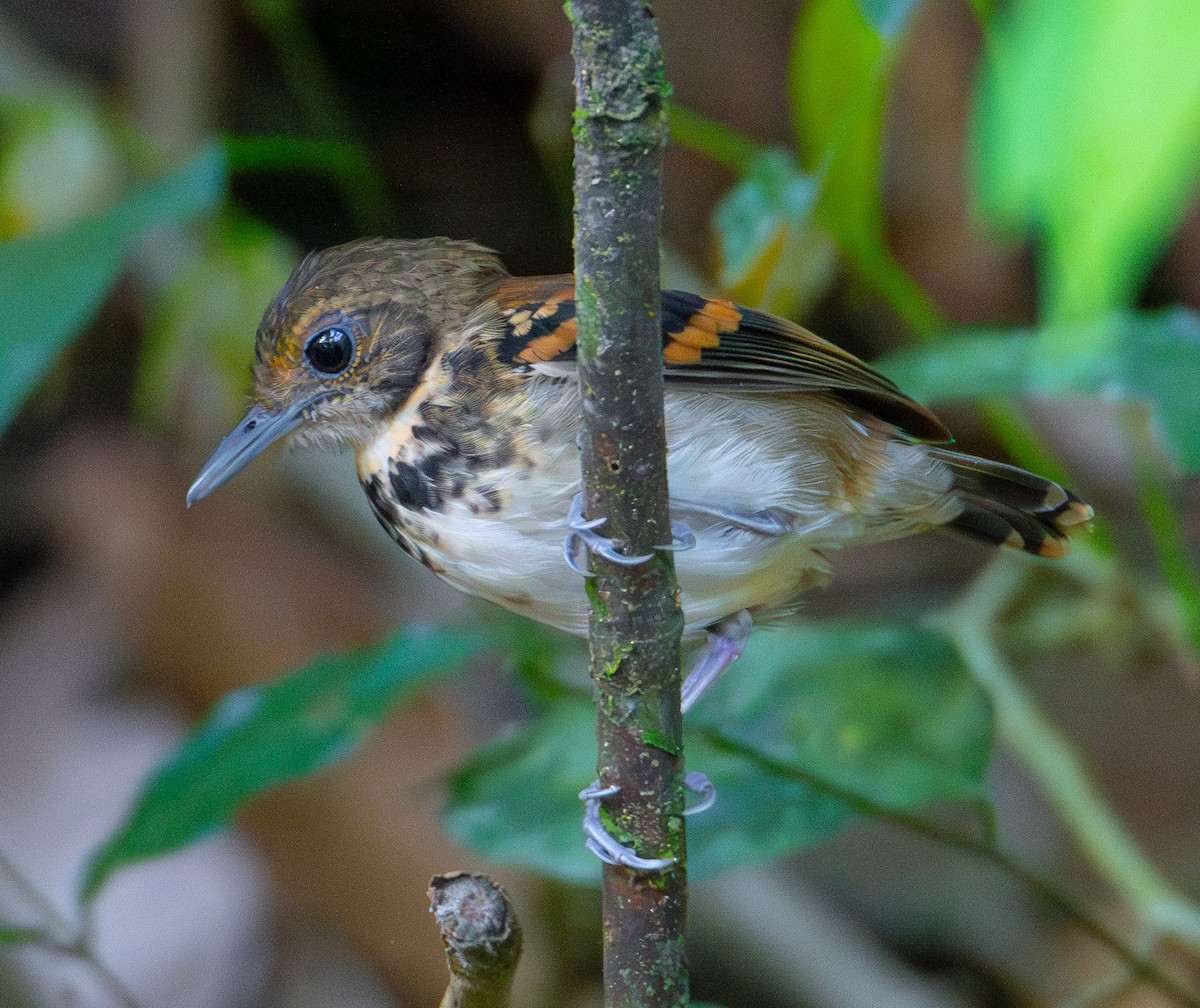 Spotted Antbird - ML619882526