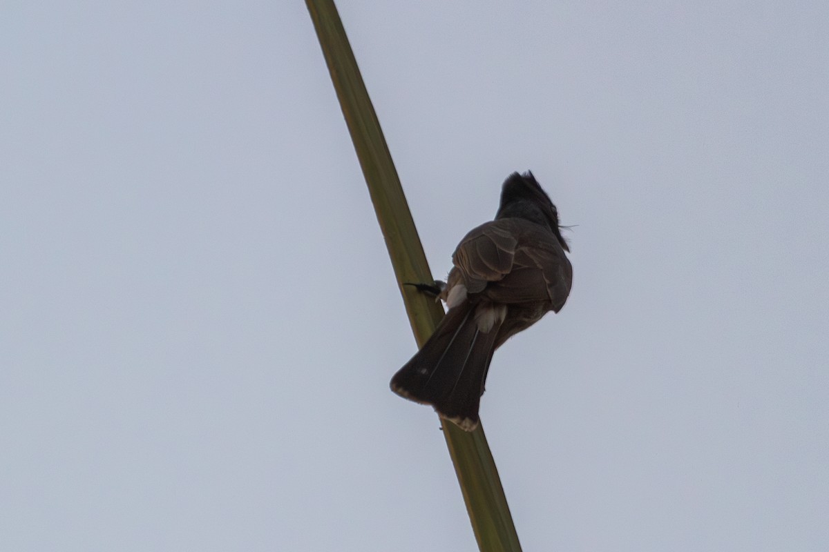 Red-vented Bulbul - ML619882553