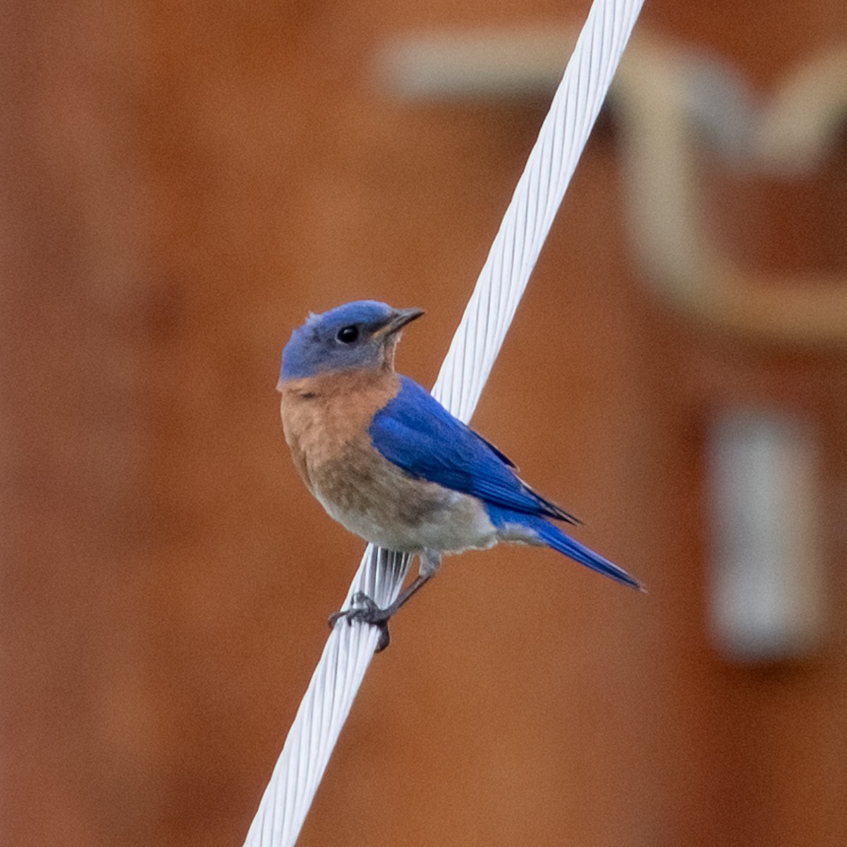 Eastern Bluebird - ML619882555