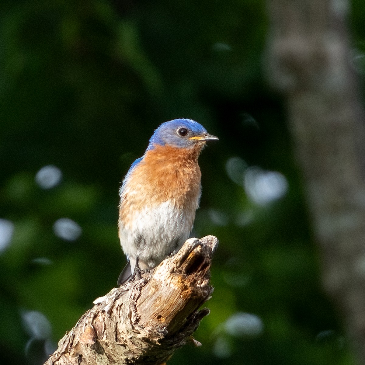 Eastern Bluebird - ML619882556