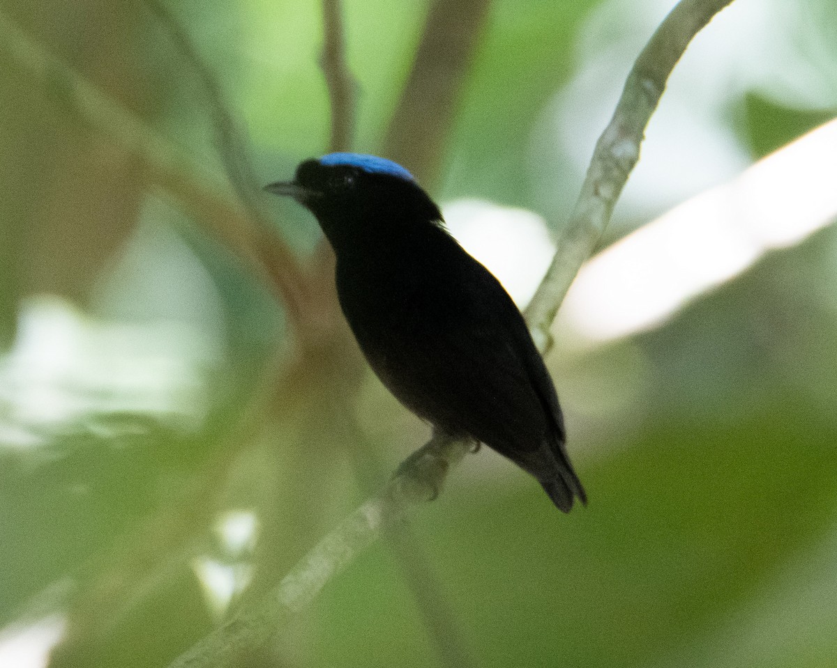 Saltarín Coroniazul (velutina/minuscula) - ML619882558