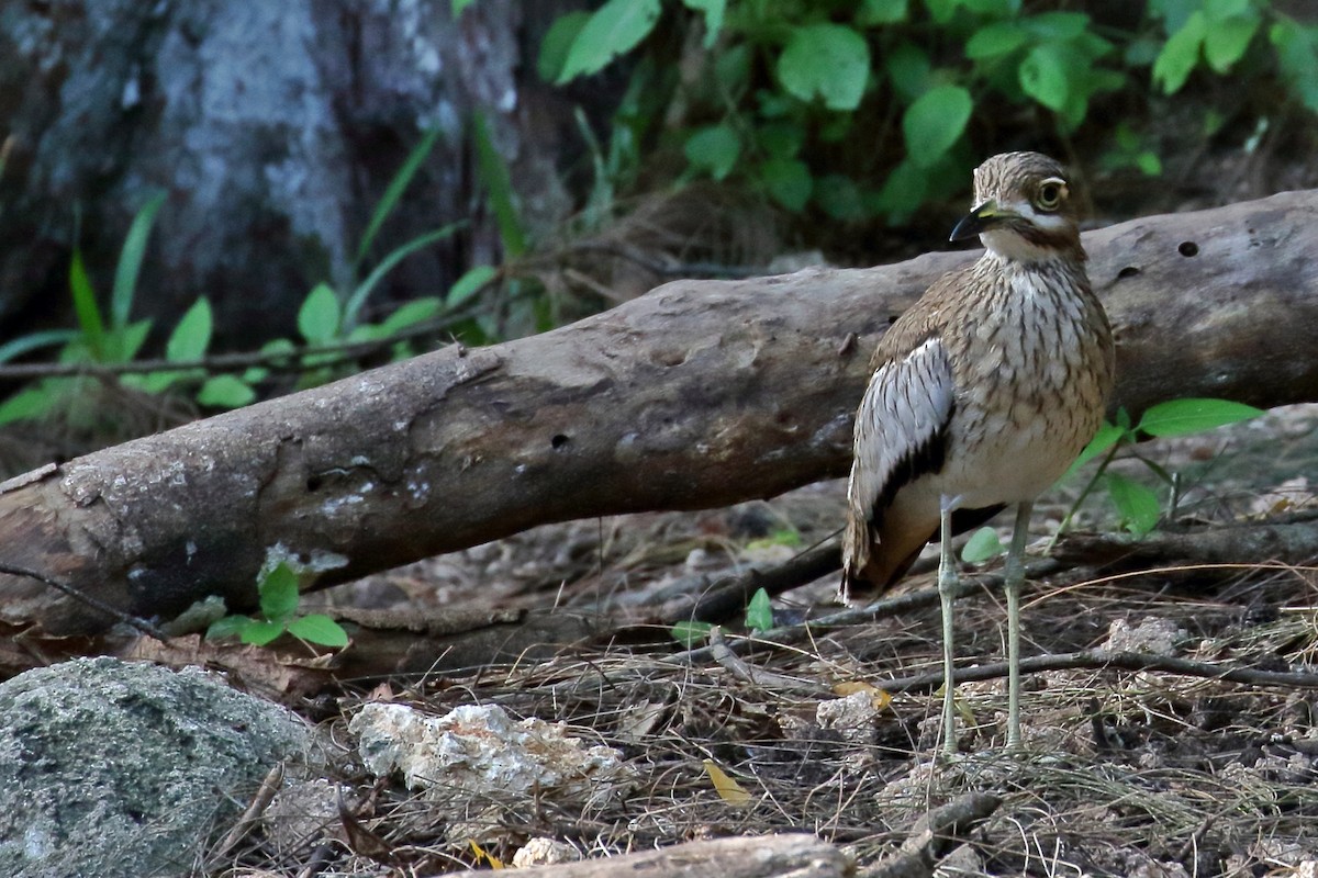 Water Thick-knee - ML619882574