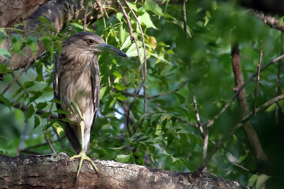 Black-crowned Night Heron - ML619882584