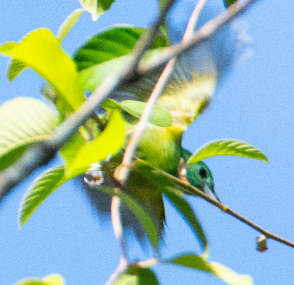 Green Shrike-Vireo - ML619882602