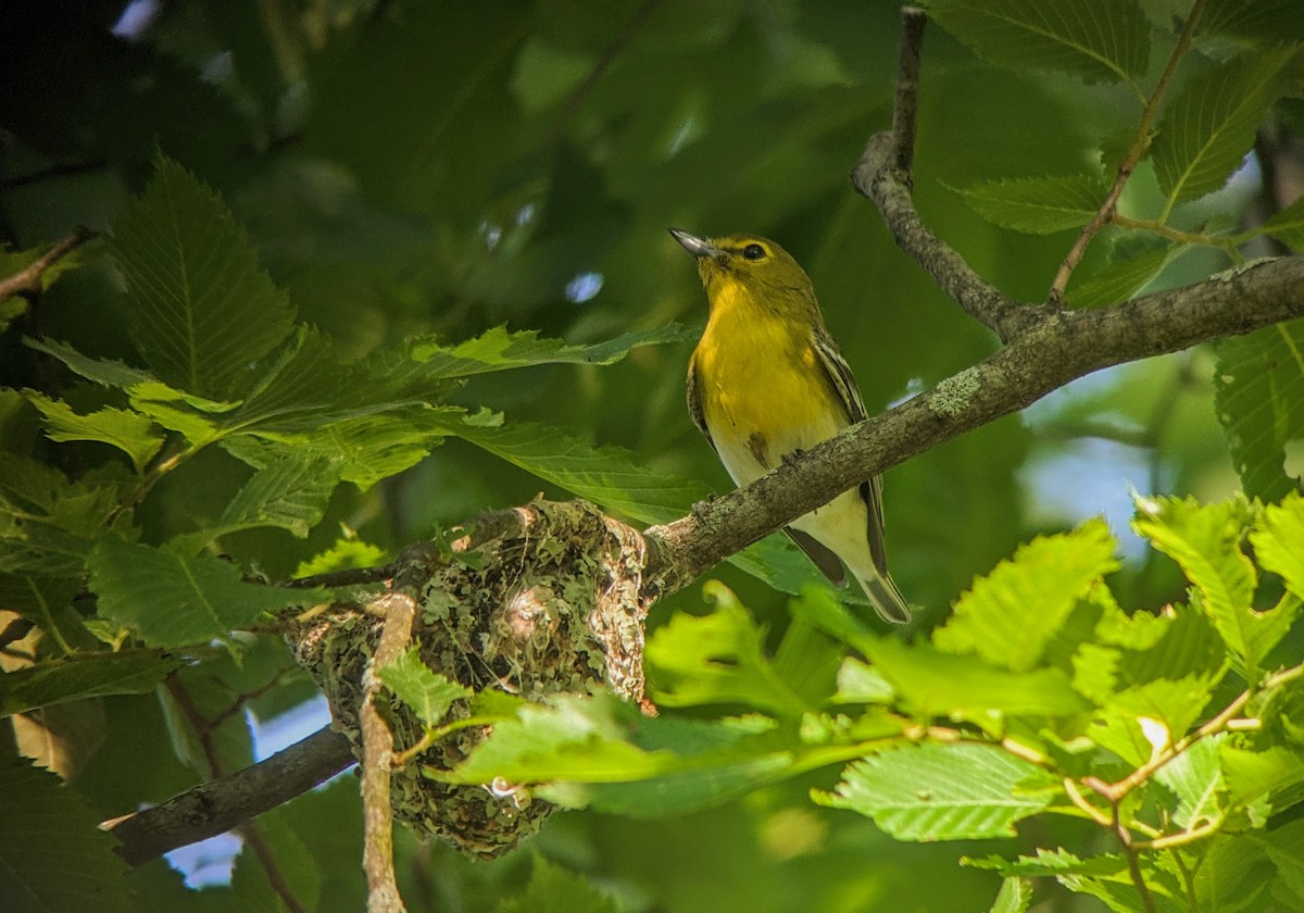 Yellow-throated Vireo - Richard Kurtz