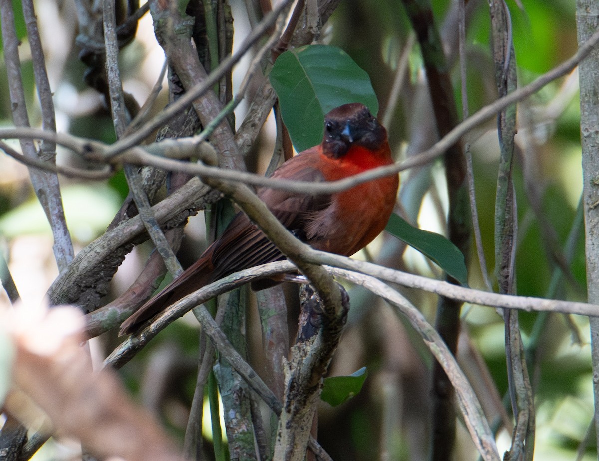 Red-throated Ant-Tanager - ML619882662