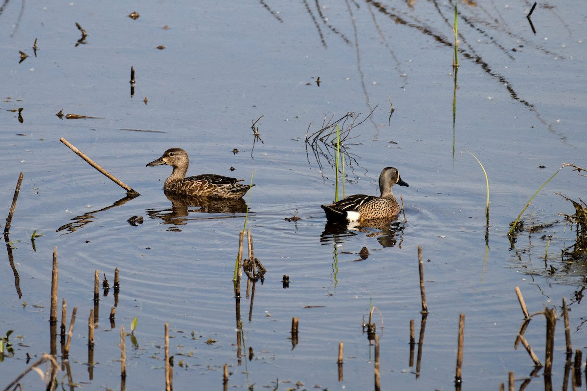 Blue-winged Teal - ML619882665
