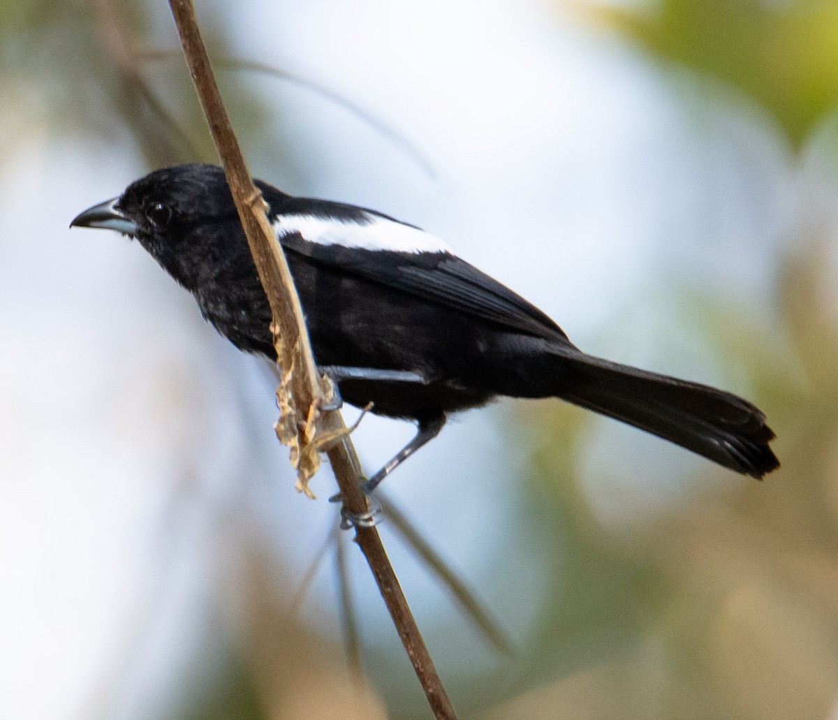 White-shouldered Tanager - ML619882670