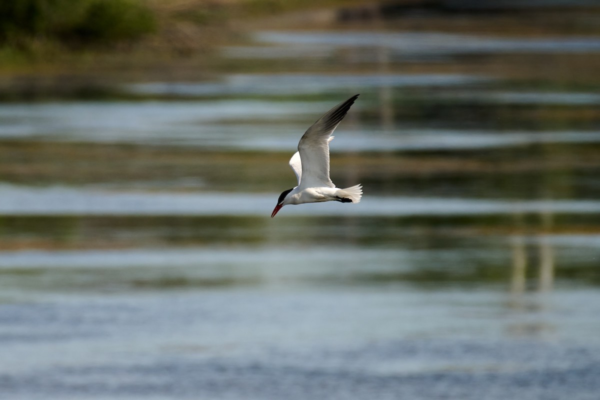 Caspian Tern - Charlie Shields