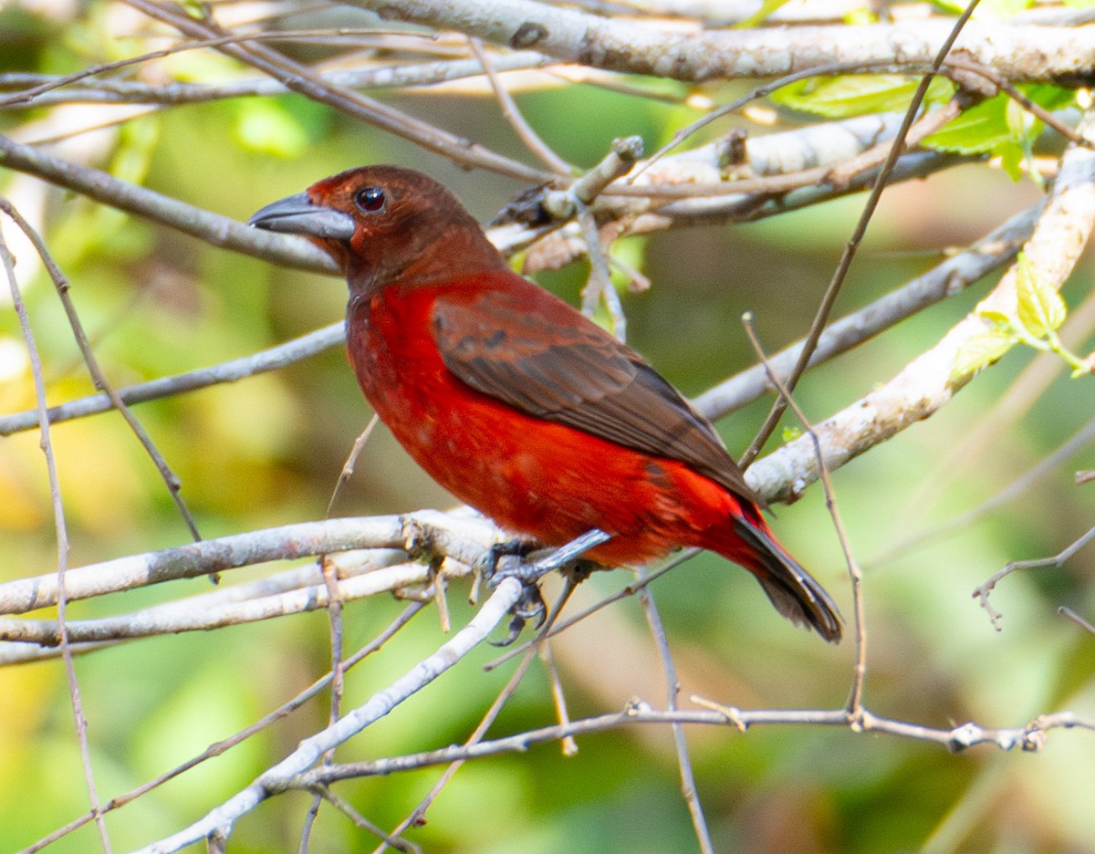 Crimson-backed Tanager - ML619882673