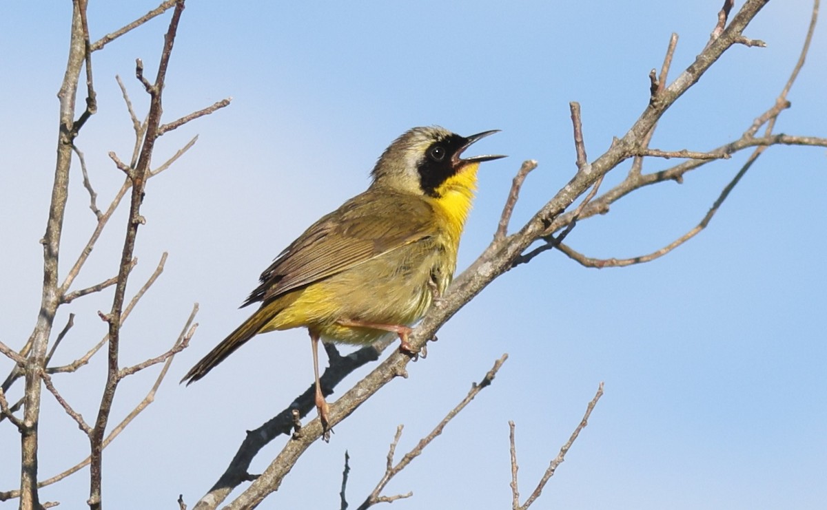 Common Yellowthroat - ML619882691