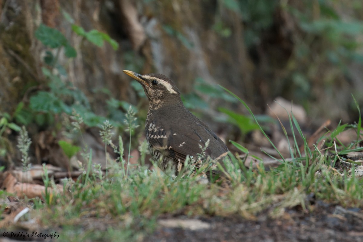 Pied Thrush - ML619882694